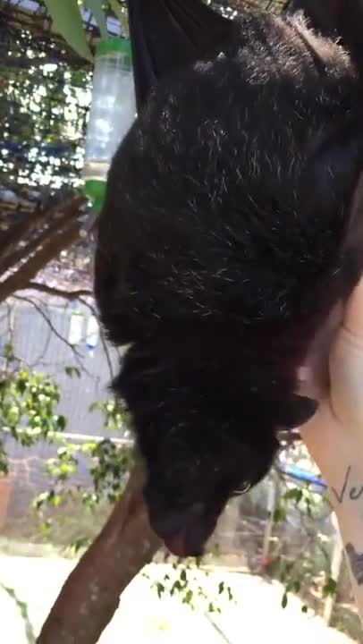 Have you seen a sky puppy like this?