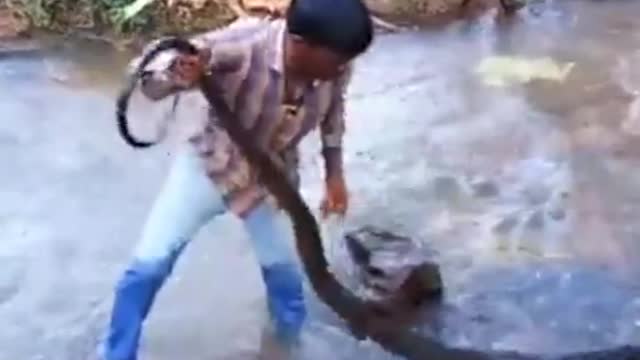 Cobra Snake
