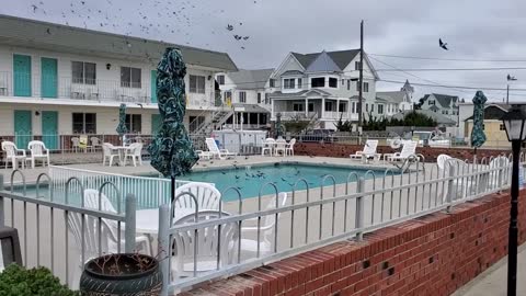 Swarm of Birds Have a Pool Party
