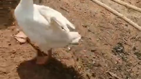 Funny Duck Pretended To Dead🤣🤣🤣