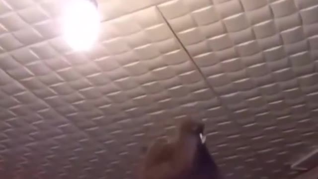 Funny cats videos 🤣