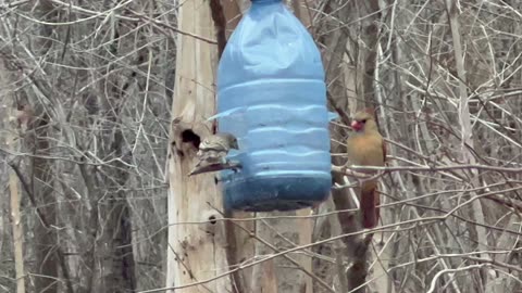 James Gardens Toronto bird feeder shenanigans