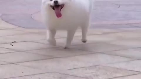 So Adorable