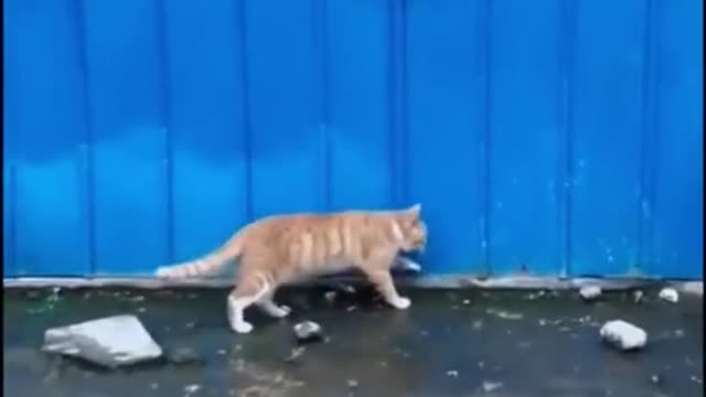 When you have a OCD cat