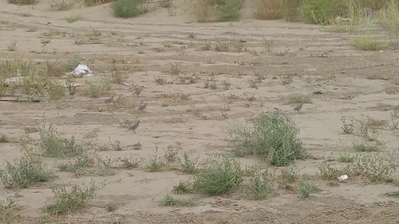 LOOK AT THEM CHICKENS!