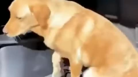 Cute and Funny Animal Video😂__ Funniest Viral Puppy Cat clips😹