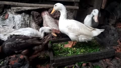 White and gray ducks are eating