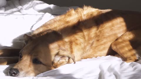 Dog Resting on sunshine-Relaxation video