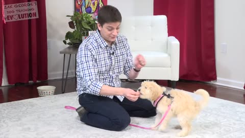 How to Teach your Puppy to Sit and Stay
