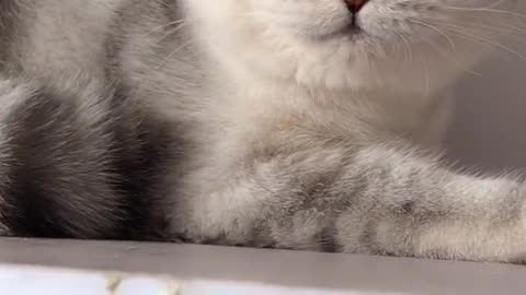 Lazy looks really cute.