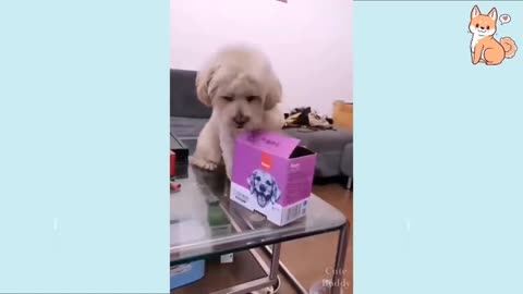You will laugh at this dog :funny dog episode 6