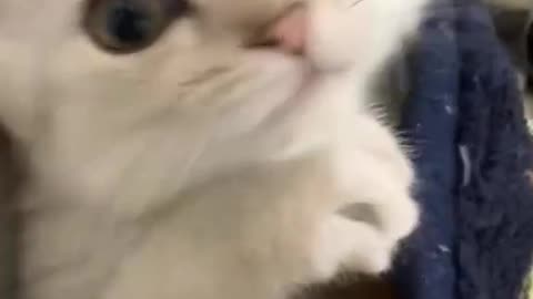 Cute and funny cat video.