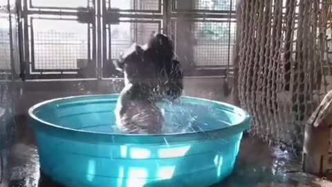 Silverback Gorilla Dancing Inside A Swimming Pool