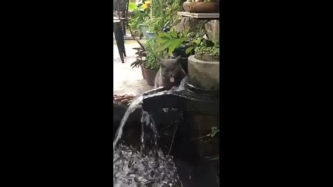 Cat funny videos