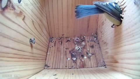 Blue tits fighting in bird box in October