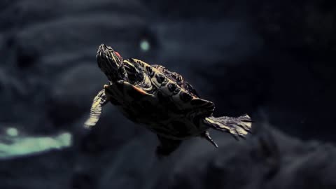 The red-eared turtle swims under water