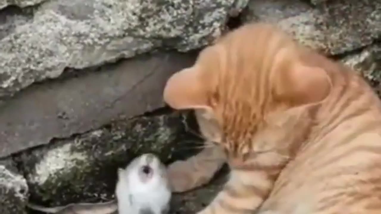 Tom and Jerry funniest animals
