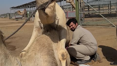 #camel shirt video #animals#lovers