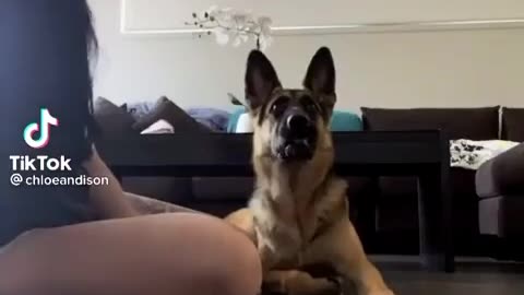 Doggone Dial Tones: Canine Comedic Chaos Ensues!
