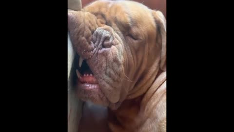 Funny Animal Video