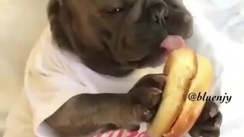 Dog eating bananas