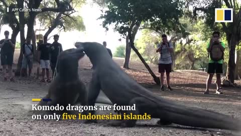 Komodo dragon
