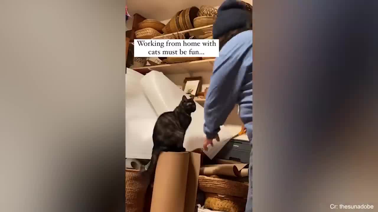 Cutest Moments Between Cat and Their Human will make you EXPLODE LAUGHING - Cute Animal Show Love