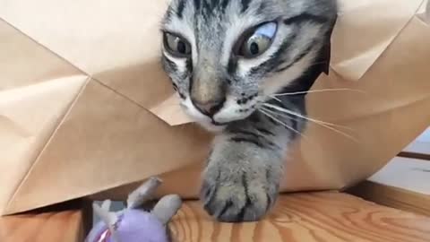 Aihao cat