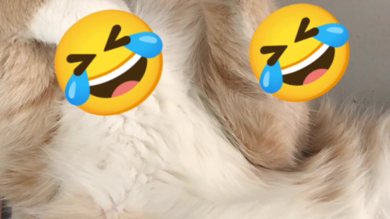 Cat video funny cats videos funny cat sleeping