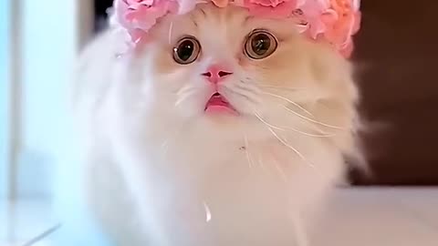 Cute cates