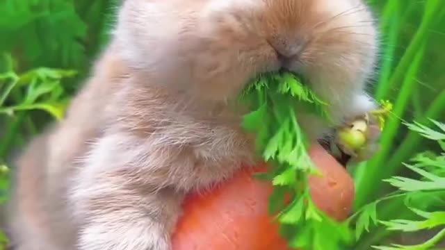 interesting cute animals 🙂#trending #amazing #funny