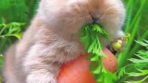 interesting cute animals 🙂#trending #amazing #funny