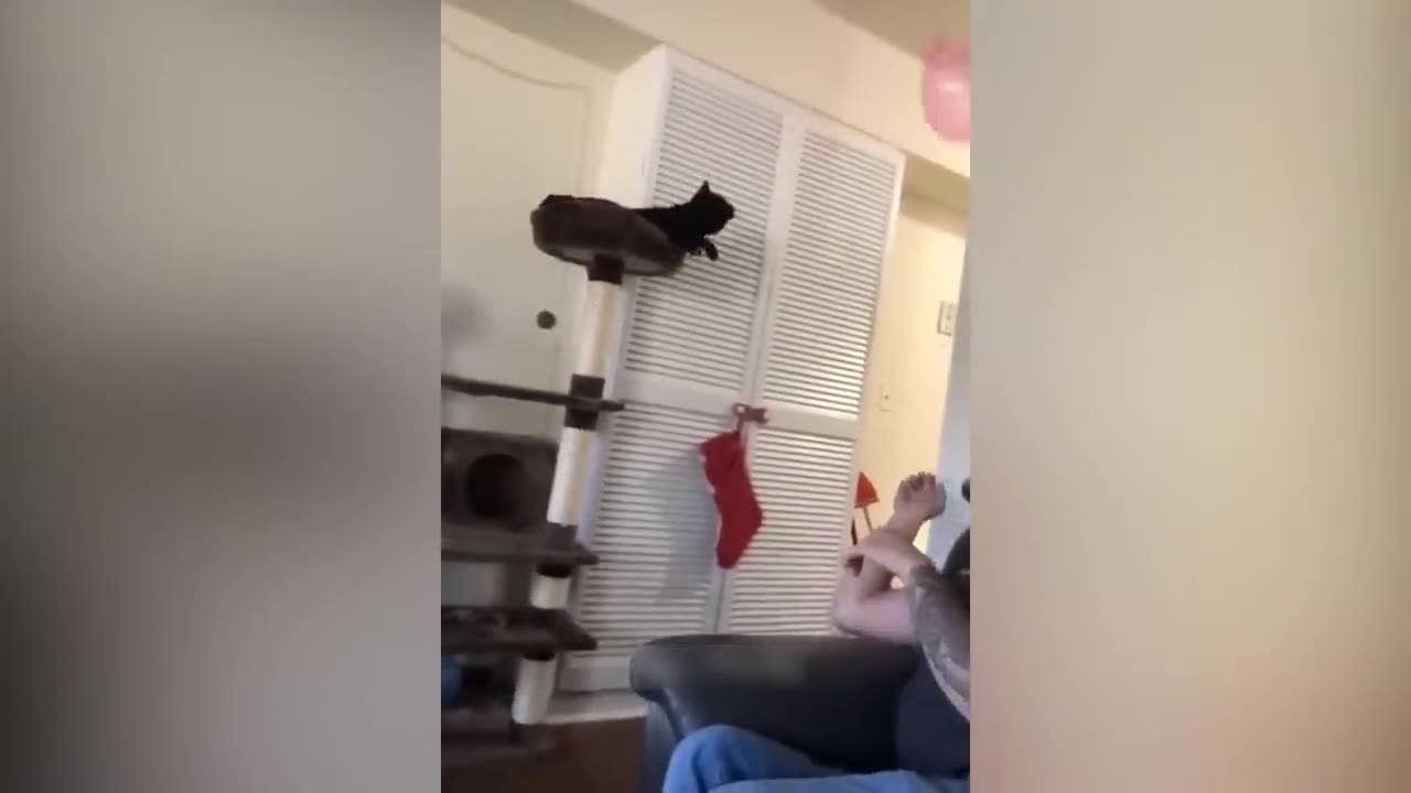 Funny Animal Videos 2023 😂 - Funniest Cats And Dogs Video 😺😍