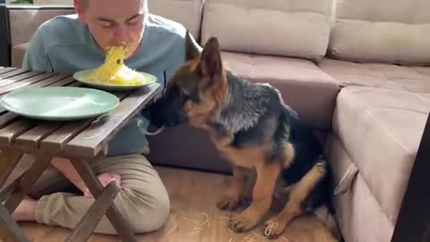 Spaghetti Eating Competition: My German Shepherd Puppy vs. Me