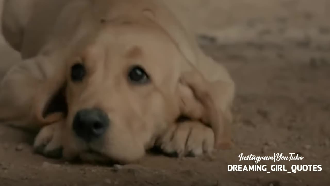 Be kind to animals 💜dog love status