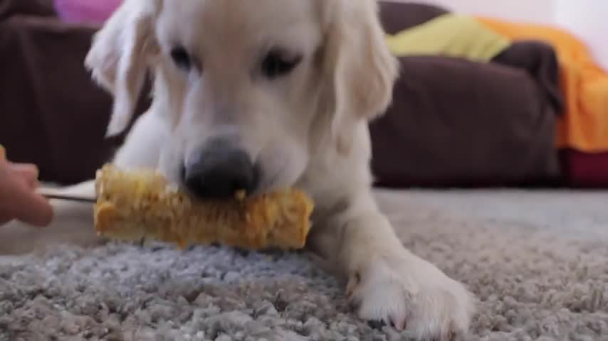 Bailey Tries Corn for the First Time - Golden Retriever Puppy