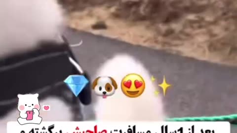 After a year he saw his owner while hiding yourself