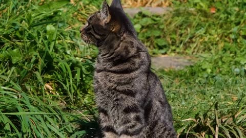 BLACK CAT AMAZING SECRET FACT