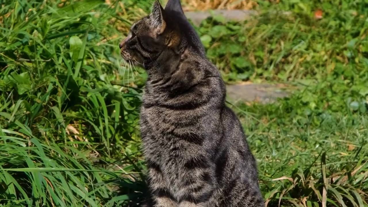 BLACK CAT AMAZING SECRET FACT
