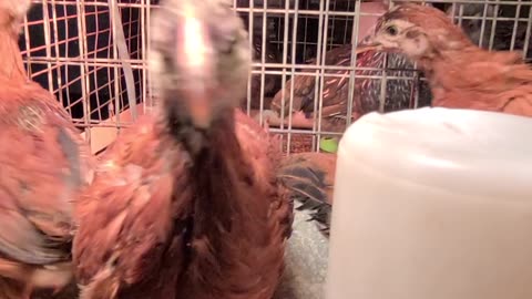 Growing chickens