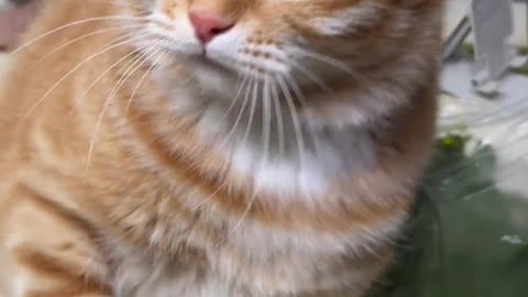 funny cat 😄 🐈