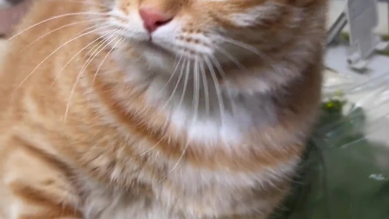 funny cat 😄 🐈