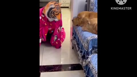 Dog very funny