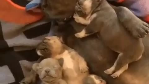 🙏❤🎉🎉🎉🎊🎊🎊️SWEET AND FUNNY ANIMALS SHOTS 🙏❤️❤️🎉🎉🎉🎊🎊🎊