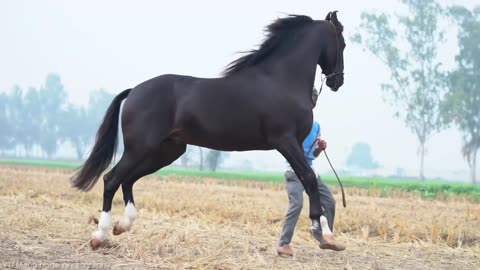 Most Beautiful Horses on Planet Earth