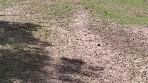 Horse Smoothly Slips and Slides