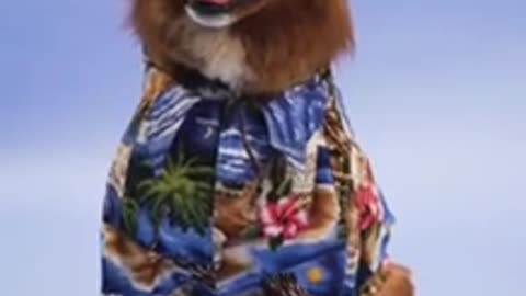Comedy with animals