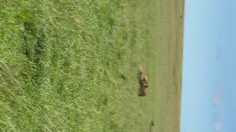 masaimara