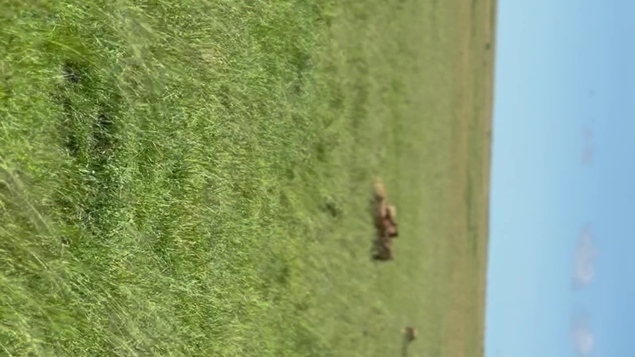 masaimara