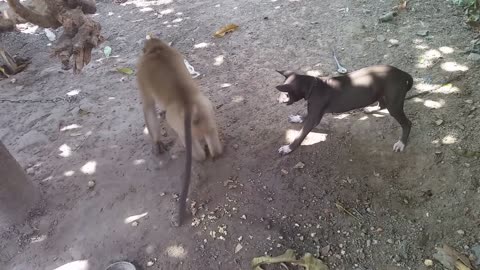 monkey teasing dog